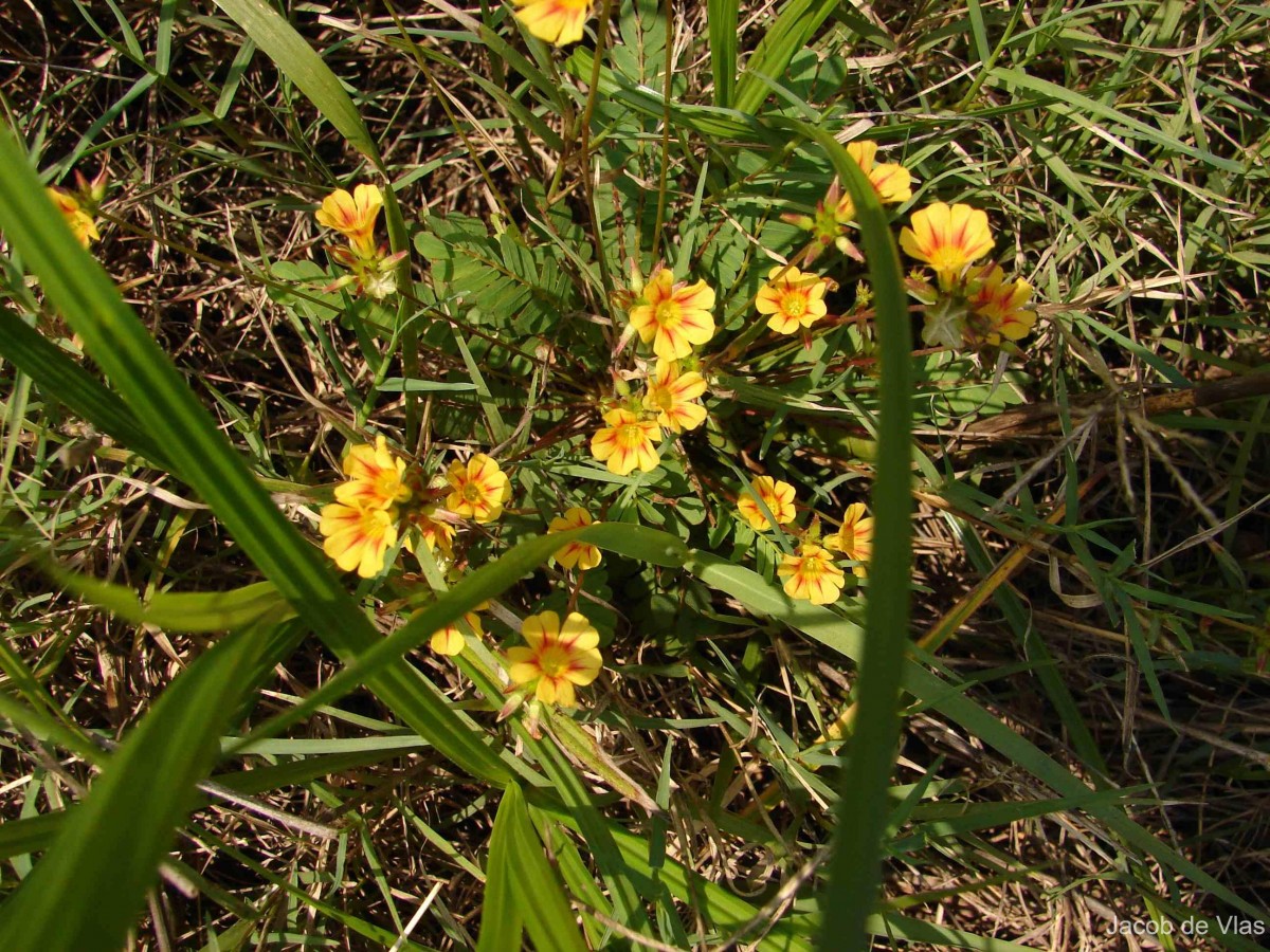 Biophytum sensitivum (L.) DC.